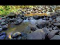 Beautiful Water River Calm Sounds in Deep Forest for Sleep for Stress Reliever for Study for Relax