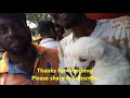 Cute Puppies for Sale At Galiff Street Kolkata l Busy Galiff Street Pet Market Kolkata India