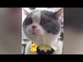 You Laugh You Lose😹Funniest Dogs and Cats 2024😻🐶