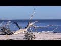Nature: Driftwood on a Florida beach