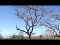 Leopard hunting monkey at Sabi Sands