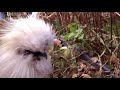 Silkie bantam - 3 years old (hidden comb)