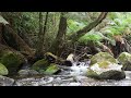 4K Babbling Brook, Mossy Rocks & Forest Landscape for Relaxation