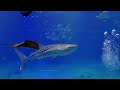 The Best 4K Aquarium - Amazing Ocean World, Sea Jellyfish, Coral Reefs | Relaxation Film 4K ULTRA HD