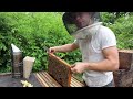 🔵Signs your Honeybees Need another Box!