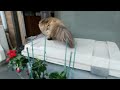 Hitomi, a Persian cat, is absorbed in catching bugs in the morning