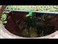 medaka rice fish outdoors - pH buffering for tubs & pond