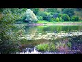 BEAUTIFUL VIDEO! Morning SOUNDS OF NATURE and BIRD SINGING on the river for relax and MEDITATION