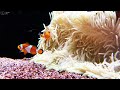 Aquarium 4K VIDEO (ULTRA HD) 🐠 Beautiful Coral Reef Fish - Relaxing Sleep Meditation Music #69