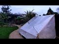 50mph winds hit my UK tropical garden as Storm Isha arrives!