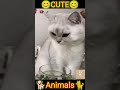Cute Animals Shorts Video/Funny Cat Video/Funny Animals/Cute cat/Animals#Shorts