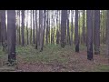 Spring Evening In The Forest | Ambience, Nature Sounds, Birds