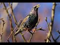 Common Starling Bird Song, Sound, Call, Chirp, Vocalization, Melody - Sturnus Vulgaris