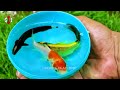 Menangkap Ikan Hias Warna-warni, Ikan Koi Lucu, Ikan Mas Koki Glofish Lele Gurami Cupang Besar 43