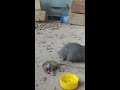 Shrew catches mouse by the tail