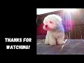 Cute Coton De Tulear Video Compilation | Cute Puppy Video Compilation