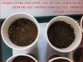 סרטון ביוחקר השפעת נוכחות טריכודרמה על שיעור נביטה ומידת צימוח של עגבניה