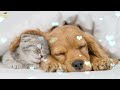 Relaxing Sleep Music For Puppies 🐶 Calm And Relax Your Dog ❤️ Soothing Lullaby For Dogs