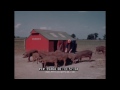 NORTHERN ILLINOIS FARM LIFE IN WARTIME   WWII FOOD & FARM PRODUCTION FILM  55464