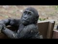 Dad Gorilla Momotaro celebrates his 21st birthday. A full two hours of permanent entertainment.