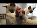 Curiosidade: 7 Fatos Incríveis Sobre o Gato Siamês!