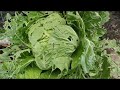 GROWING CHINESE CABBAGE FROM SEEDS 배추