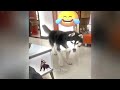 😸 A fun day with adorable cat actions 😹😹 Funniest Animals 😸