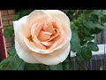 June,  Rose Garden 23