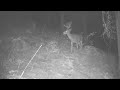 4 Point Buck  Vid 2