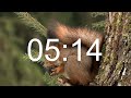 25 Minutes Timer With Relaxing Music