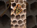 Como as vespas constroem seus ninhos?
