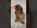 The CUTEST BUNNY RABBITS on the Internet 2023 | Easter Bunnies TikTok Compilation #1