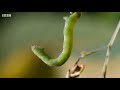 Caterpillars Feeding on Exploding Seed Pods | BBC Earth