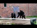 Chimpanzees Fighting At Chester Zoo
