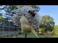 Bug frenzy on onion flower.