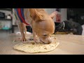 ASMR | Easy Chicken Taco For Dogs | Dog Chef Cuisine