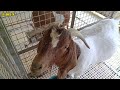 Johnville Goat Farm Ang Daming malalahing kambing dito!