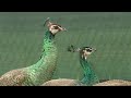 Florida village takes unique approach to dealing with its pesky peacock population