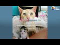 Smartest Stray Cat Follows Woman Home | The Dodo Cat Crazy