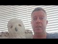 Living with a toy owl