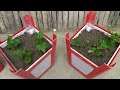 Instructions For Growing Sweet Potatoes Easily At Home Without A Garden With High Yield