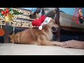 Reaksi Anjing Lucu ini ketika Hari Natal Tiba || Merry Christmas || Selamat Hari Natal