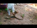 Cat vs Snake | 🐍 🐈 | പാമ്പും പൂച്ചയും | @asianet @keralakaumudi