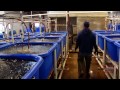 World's Largest Fish Hatchery