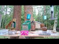 Red squirrels and birds on the feeder / Relaxing video / Cat TV 🍀🥀