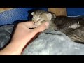 cute new born kittens, very epic