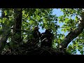 La tierra de los osos gigantes - ¡Ahora en alta calidad! (Documental Completo)