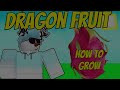 How to get and *GROW* DragonFruit! (Roblox Islands)