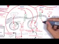 Malaria Pathophysiology