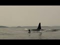 Encounter with J Pod southern resident orcas